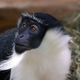 The roloway monkey is facing increased threat.